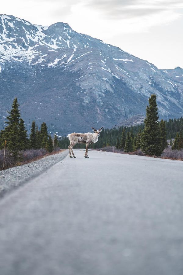 Denali Wild Stay - Moose Cabin, Free Wifi, 2 Private Bedrooms, Sleep 6 希利 外观 照片
